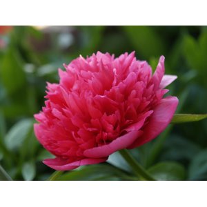 Pivónia bylinná (Paeonia lactiflora) ´ALEXANDER FLEMING´, kont. C1L 